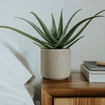 Aloe Vera-Vivenda Planta Calor-2