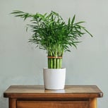 Bamboo Palm - Vivenda Planta Calor-1