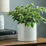 Ficus Benjamina - Vivenda Planta Calor