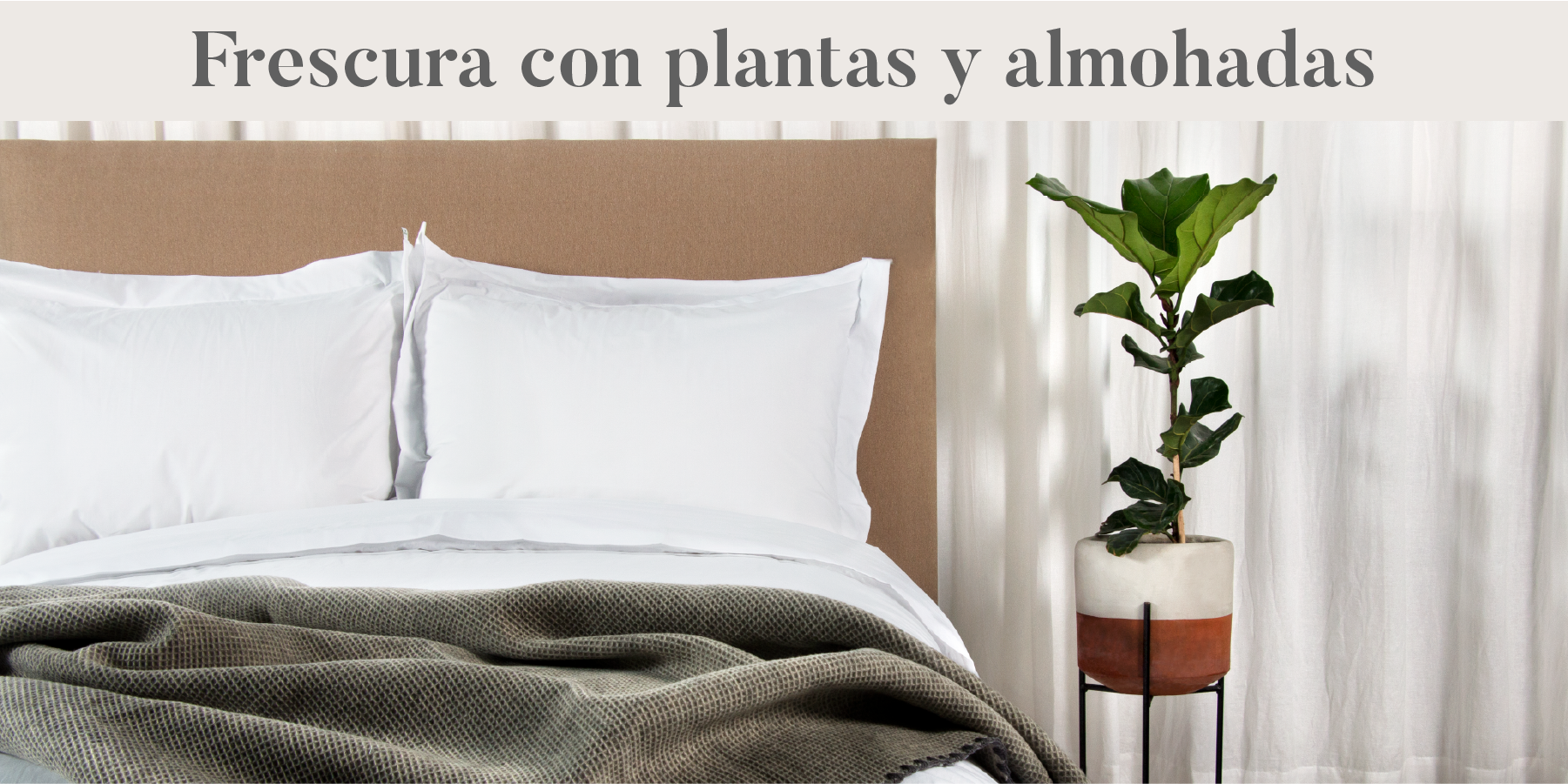 Plantas y almohadas habitaciones frescas